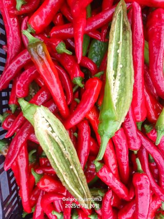 전진규.해돋이님의 농사, 무엇이든 물어보세요! · 참여글 작성글 사진