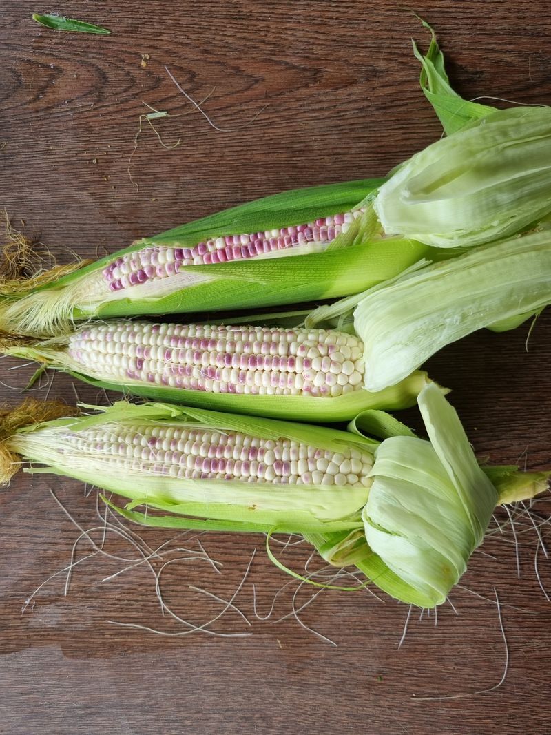 최기동님의 장터 판매 상품 [얼룩찰옥수수 ] 첨부 사진