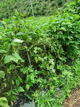 팜모닝 농사, 무엇이든 물어보세요!·참여글 게시글 이미지