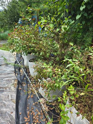 호박11158님의 블루베리 · 병해충상담 작성글 사진