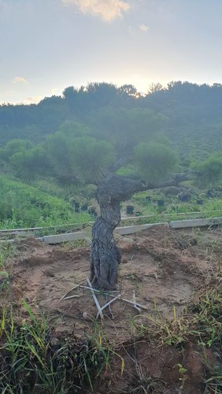 작은소나무님의 자유주제 · 사진전 작성글 사진