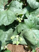 팜모닝 자유주제·자유게시판 게시글 이미지