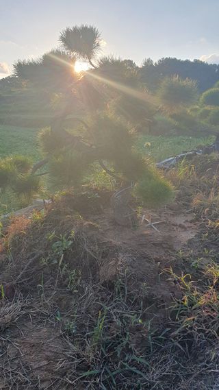 작은소나무님의 자유주제 · 사진전 작성글 사진