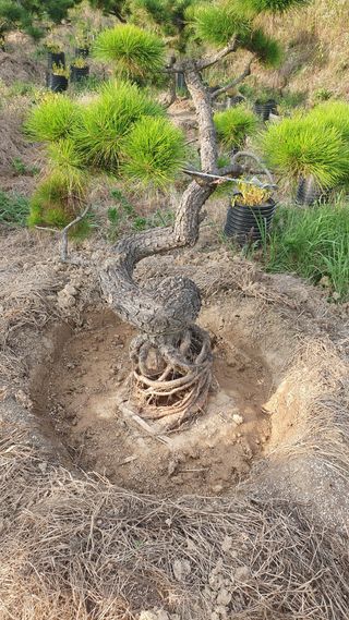 작은소나무님의 자유주제 · 자유게시판 작성글 사진