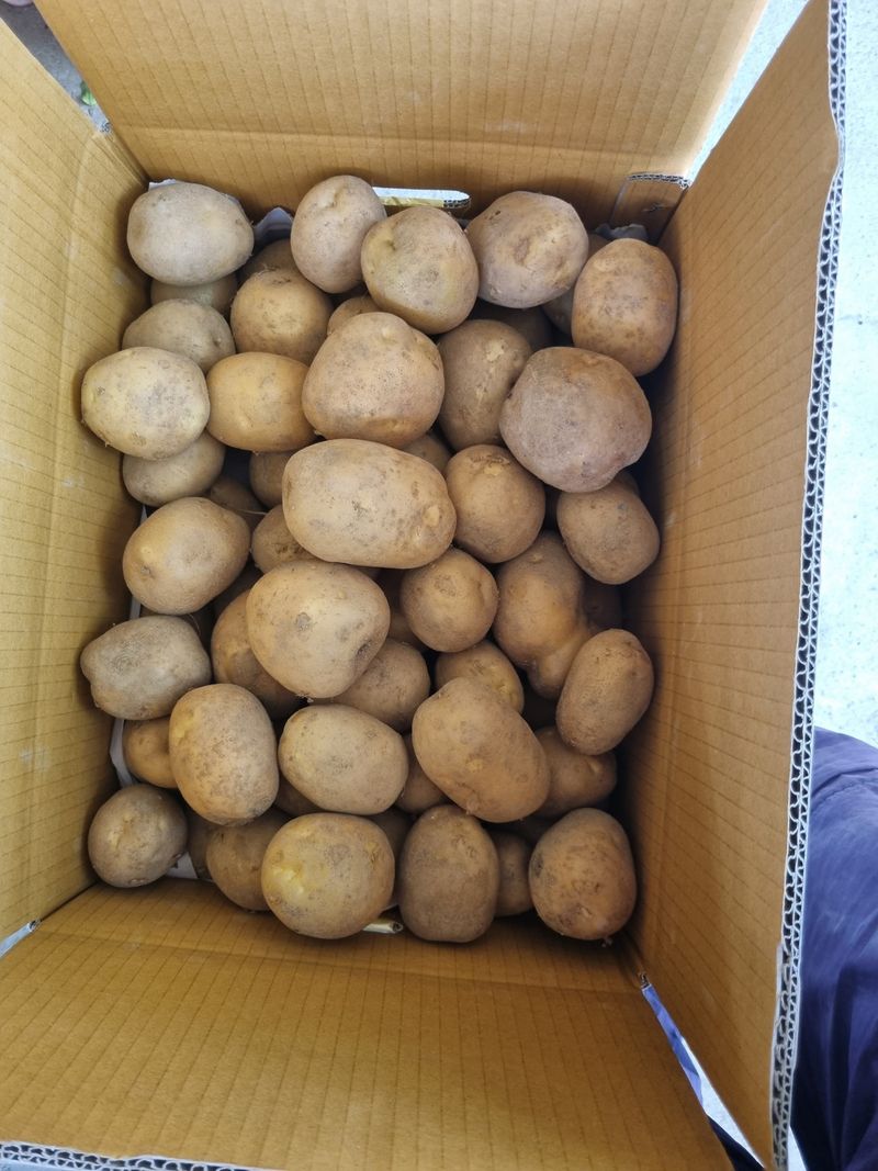 최기동님의 장터 판매 상품 [수미 햇감자 5kg ] 첨부 사진