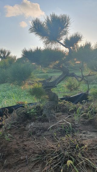 작은소나무님의 자유주제 · 사진전 작성글 사진