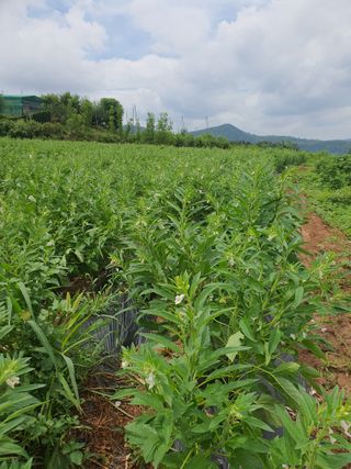 김영복님의 자유주제 · 자유게시판 작성글 사진