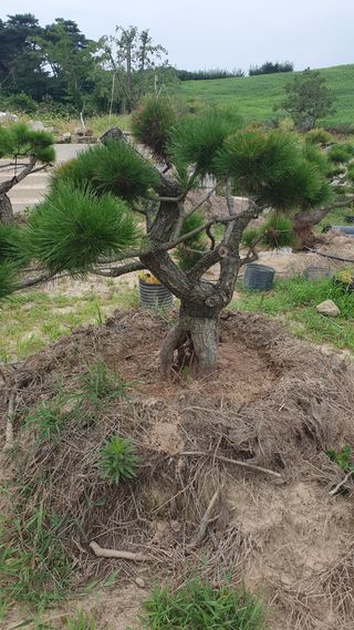 작은소나무님의 자유주제 · 자유게시판 작성글 사진