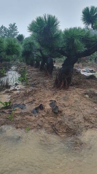 작은소나무님의 자유주제 · 사진전 작성글 사진