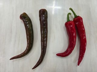 청운농원육묘장님의 농사, 무엇이든 물어보세요! · 참여글 작성글 사진