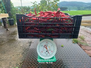 전진규.해돋이님의 농사, 무엇이든 물어보세요! · 참여글 작성글 사진