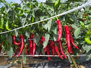 고추농사 정 미라님의 자유주제 · 자유게시판 작성글 사진