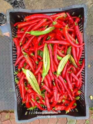 전진규.해돋이님의 농사, 무엇이든 물어보세요! · 참여글 작성글 사진