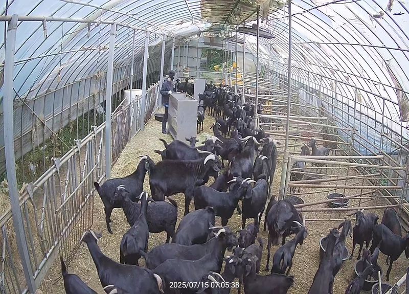 유광종님의 장터 판매 상품 [흑염소] 첨부 사진