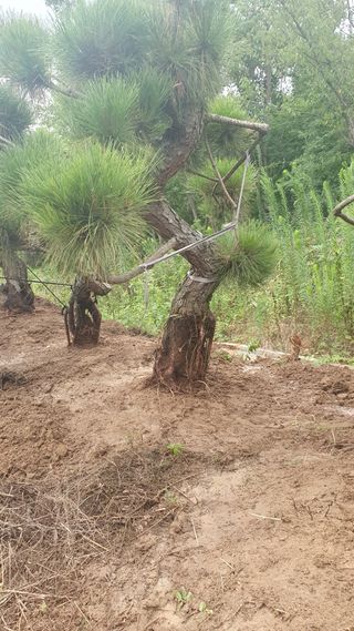 작은소나무님의 자유주제 · 자유게시판 작성글 사진