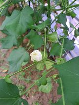 팜모닝 자유주제·자유게시판 게시글 이미지