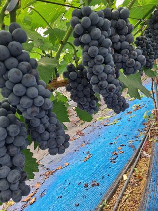 포도님의 포도 · 자유게시판 작성글 사진