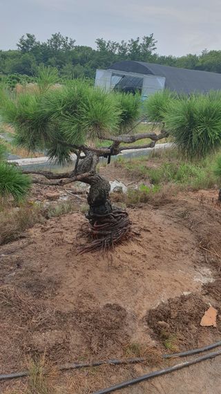 작은소나무님의 자유주제 · 자유게시판 작성글 사진