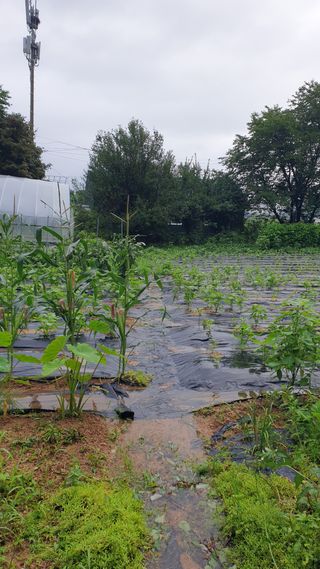 강윤원 보림팜(주)님의 🌦 폭우 피해, 농민 분들 괜찮으신가요? 서로 위로의 말 나눠요 🤝 · 참여글 작성글 사진