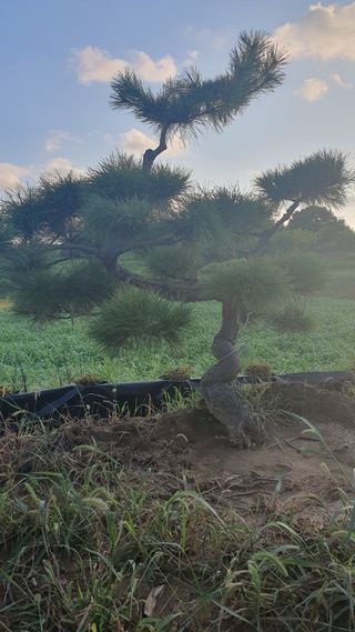 작은소나무님의 자유주제 · 사진전 작성글 사진