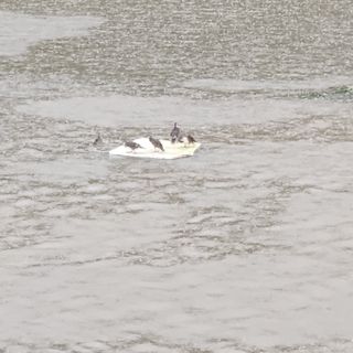 고추13184님의 자유주제 · 자유게시판 작성글 사진