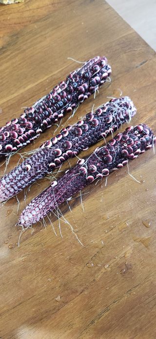 매실16640님의 농사, 무엇이든 물어보세요! · 참여글 작성글 사진