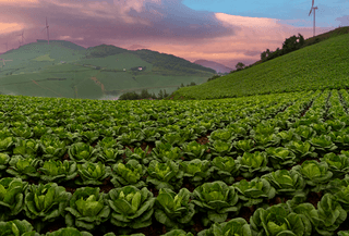 아침농원님의 배추 · 토양준비 작성글 사진