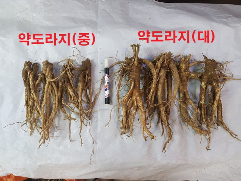 박현주님의 장터 판매 상품 [ㅂ[재민농장] 전남 화순 2년근 생도라지] 첨부 사진