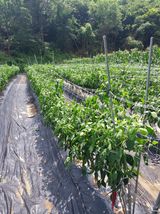 팜모닝 🌦 폭우 피해, 농민 분들 괜찮으신가요? 서로 위로의 말 나눠요 🤝·참여글 게시글 이미지