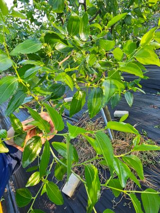 망운천지향토농원님의 자유주제 · 자유게시판 작성글 사진