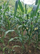 김용대님의 자유주제·자유게시판 작성글 사진