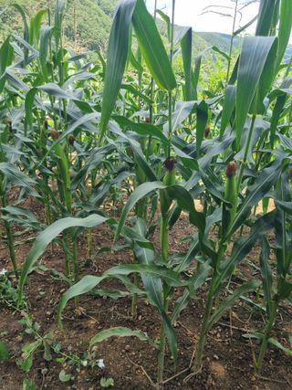 김용대님의 자유주제 · 자유게시판 작성글 사진