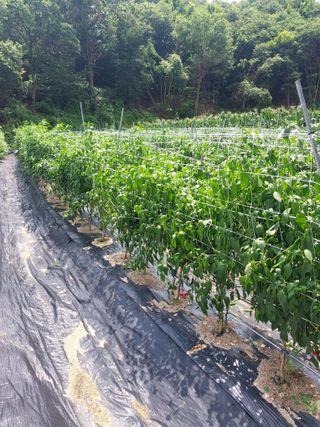 정용준님의 🌦 폭우 피해, 농민 분들 괜찮으신가요? 서로 위로의 말 나눠요 🤝 · 참여글 작성글 사진