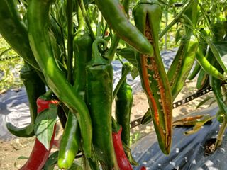 관음손가네님의 고추 · 병해충상담 작성글 사진