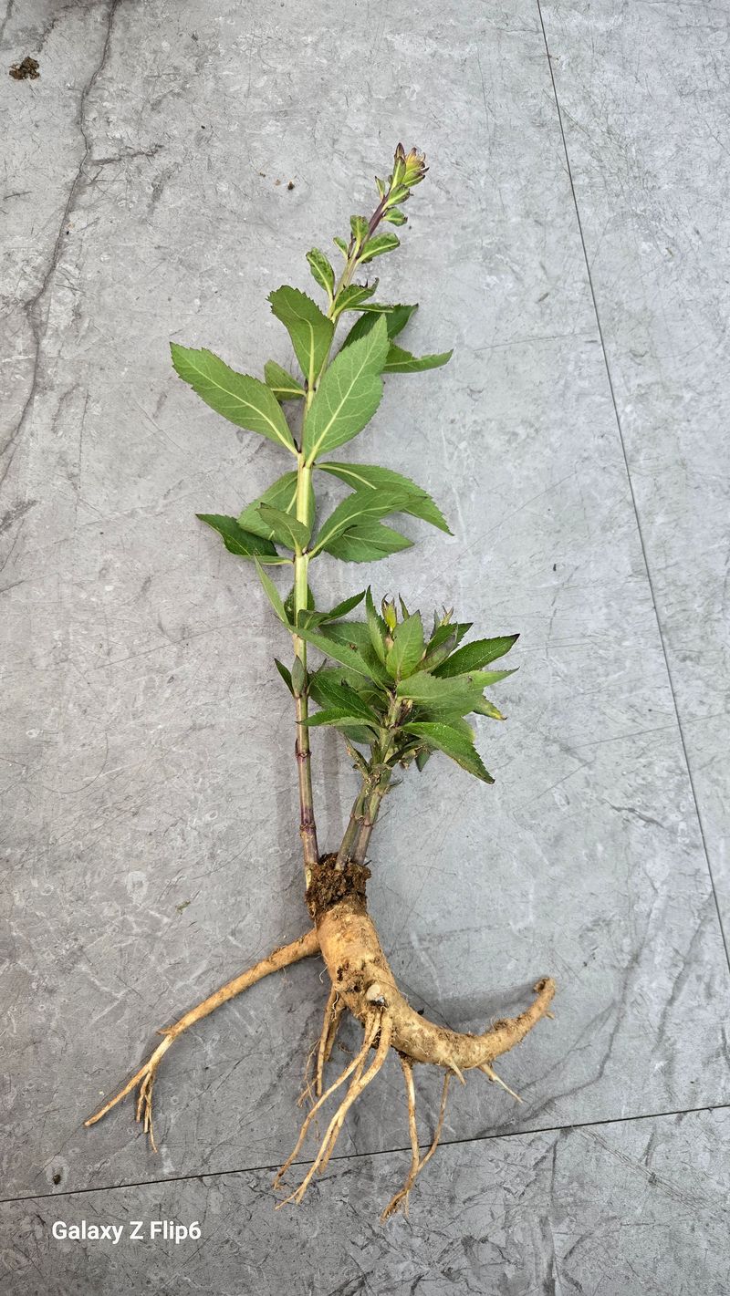 장터 상품 [ㅂ[재민농장] 전남 화순 2년근 생도라지] 썸네일