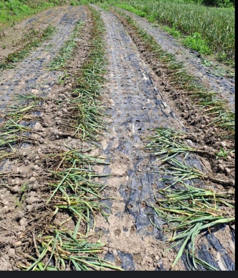 박동현님의 장터 판매 상품 [단영/홍산마늘 주아 판매 ] 첨부 사진