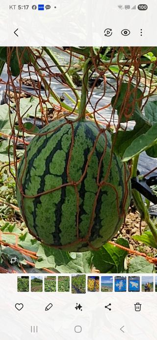 낙엽교목류21691님의 자유주제 · 자유게시판 작성글 사진