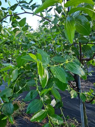 망운천지향토농원님의 자유주제 · 자유게시판 작성글 사진