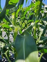 팜모닝 자유주제·자유게시판 게시글 이미지