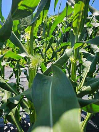 홍천산채농원님의 자유주제 · 자유게시판 작성글 사진