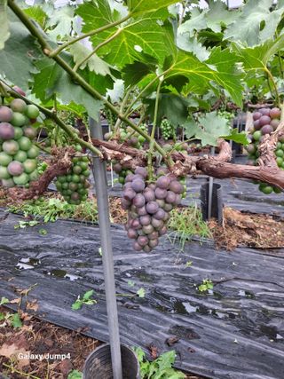 꿀벌박사님의 자유주제 · 자유게시판 작성글 사진