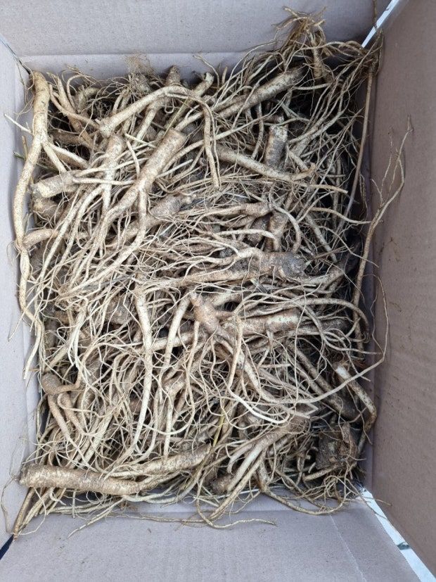 박현주님의 장터 판매 상품 [ㅂ[재민농장] 전남 화순 2년근 생도라지] 첨부 사진