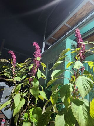 kis님의 자유주제 · 자유게시판 작성글 사진