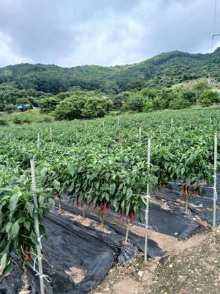 무료지식나눔 팜닥터님의 자유주제 · 자유게시판 작성글 사진