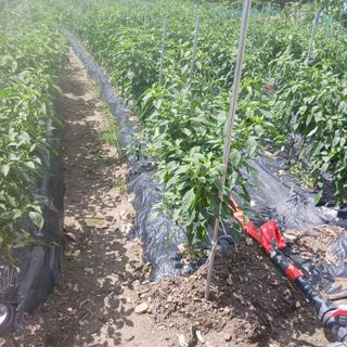 오화순님의 자유주제 · 자유게시판 작성글 사진