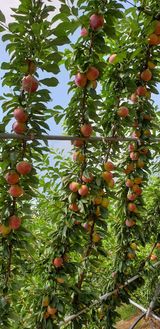 팜모닝 자유주제·칭찬해요 게시글 이미지