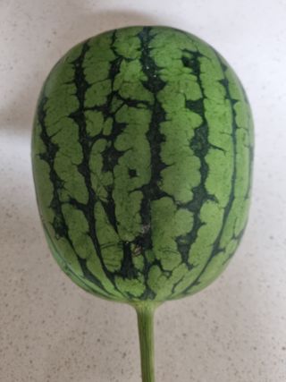 연산나무농장님의 자유주제 · 자유게시판 작성글 사진