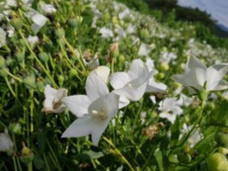 박현주님의 장터 판매 상품 [ㅂ[재민농장] 전남 화순 2년근 생도라지] 첨부 사진