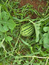 팜모닝 농사, 무엇이든 물어보세요!·참여글 게시글 이미지