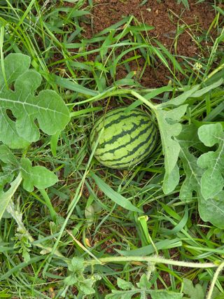 최복만님의 농사, 무엇이든 물어보세요! · 참여글 작성글 사진